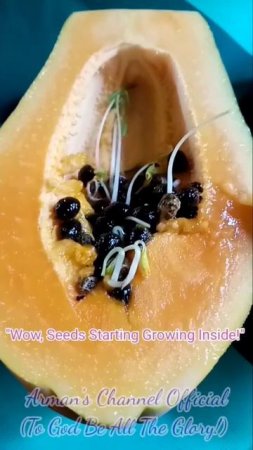 "RIPE PAPAYA FRUIT" | SWEET, FRESH & YUMMY | SEEDS START GROWING INSIDE!