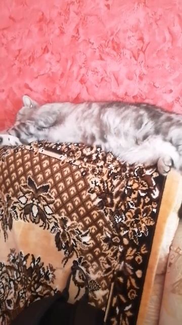 мой 2 кот смотреть онлайн