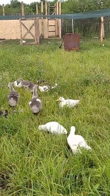 утки#гуси#ducks#geese смотреть онлайн