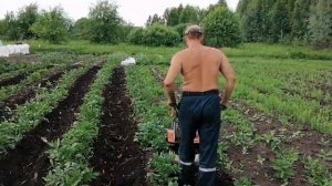 Окучивание картофеля культиватором, мотоблоком.
