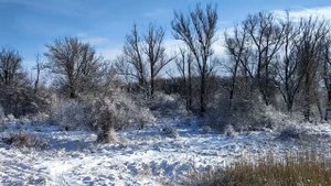 Белоснежная Христофоровка. 2021