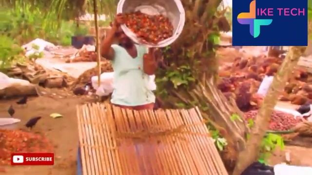HOW PALM OIL IS MADE IN GHANA || USING SIMPLE TECH TOOLS.