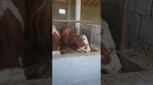 Говхои Сменталои Фуруши дар Фархор