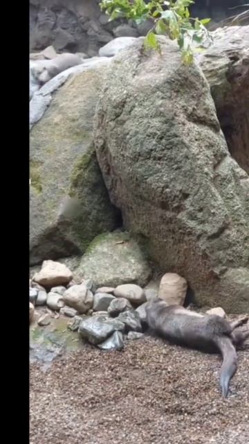 Funny Koala and playful otters wildlife wildanimals