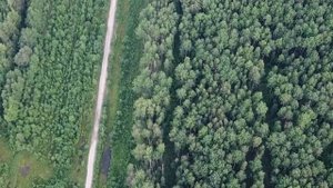 Видео облёта лесного массива на коптере DJI Mavic PRO