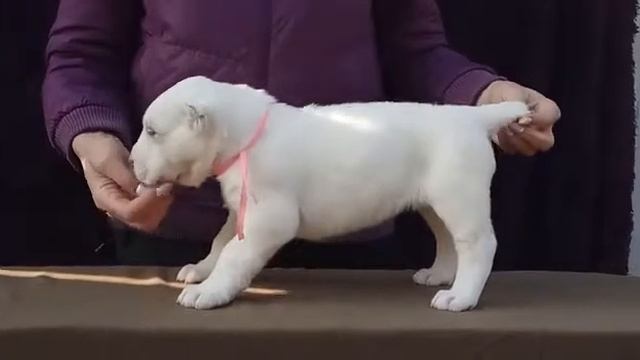 АЛИ АЛАДЖА ГОРДА, девочка розовая лента, 34 дня ((Али Аладжа Патрол - Али Аладжа Сибора (дубль)) смотреть онлайн