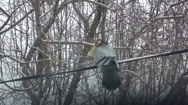 Суровый Челябинский голубь. смотреть онлайн