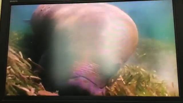 Mama Mirabelle’s Home Movies Anybody Home? смотреть онлайн