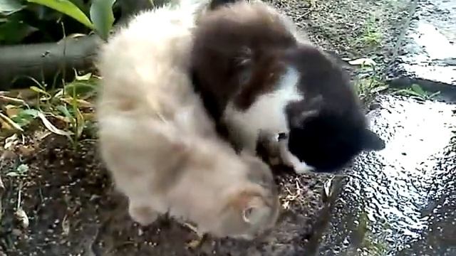 Мурка-рыболов.3gp смотреть онлайн