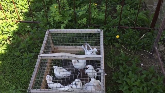 Pigeons.Проверка пищалок.