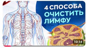 Лимфатическая система, 4 совета как очистить свой организм и похудеть.