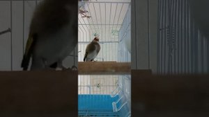 Поёт седоголовый щегол