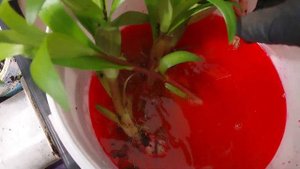 луковицы лилии обрабатываю перед посадкой. Подмосковье