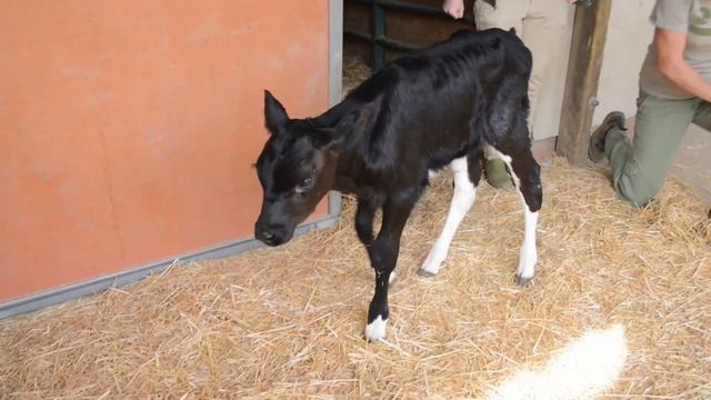 Rescued Calf Relocated to Sanctuary With PETAs Help