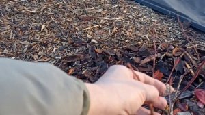 Заложила голубика плодовые почки на следующий год?!