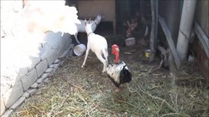 Птичница-отличница. Лена Могучева