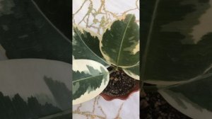 Фикус Тинеке. Неудачный опыт приобретения