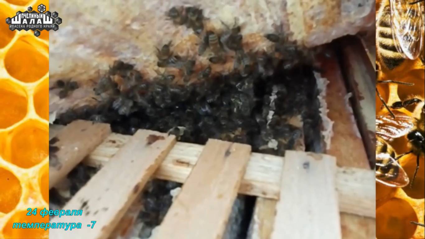 ЗИМОВКА ПЧЁЛ. ЗИМОВКА ПЧЕЛ ПОД ХОЛСТИКОМ НА СЕТЧАТОМ ДНЕ смотреть онлайн