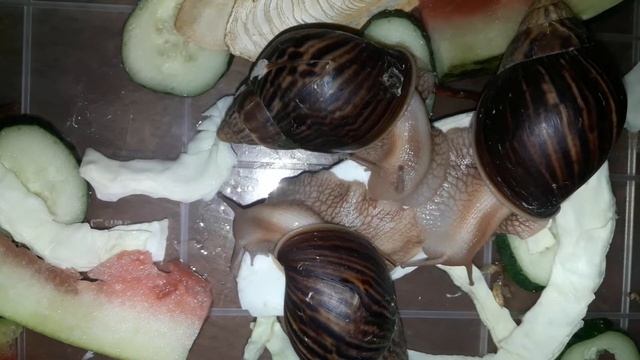 Слушайте как кушают декоративные улитки