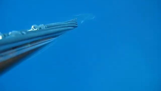 Ricciolone 35 kg смотреть онлайн