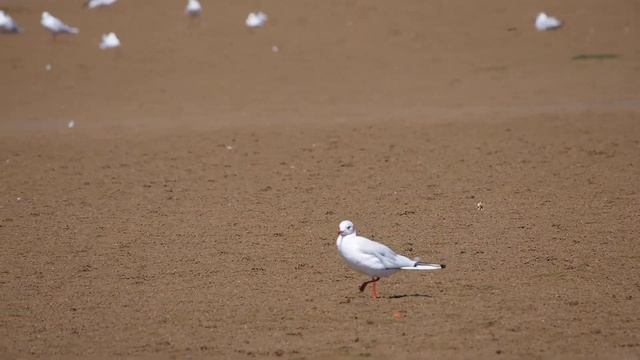 01.09 Black-Headed Gull be walking смотреть онлайн