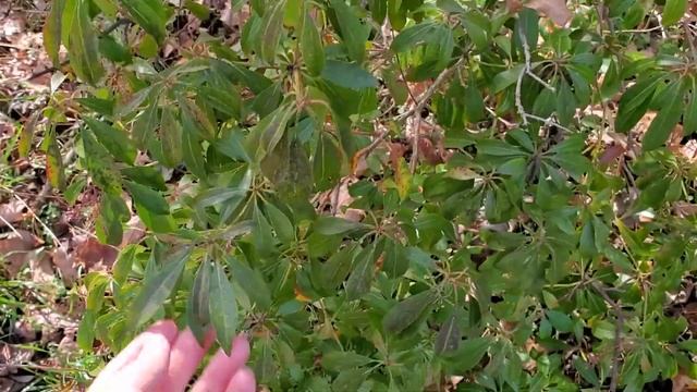 Tour of the Evergreens Growing in our Home Garden - Winter Gardening in Tennessee смотреть онлайн