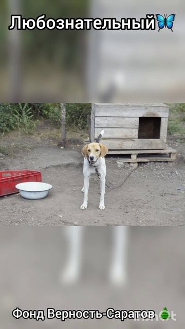 Бакс ищет дом #саратов #вдобрыерукисаратов #верностьсаратов