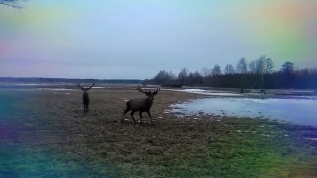 Поездка к благородным оленям🙂 смотреть онлайн