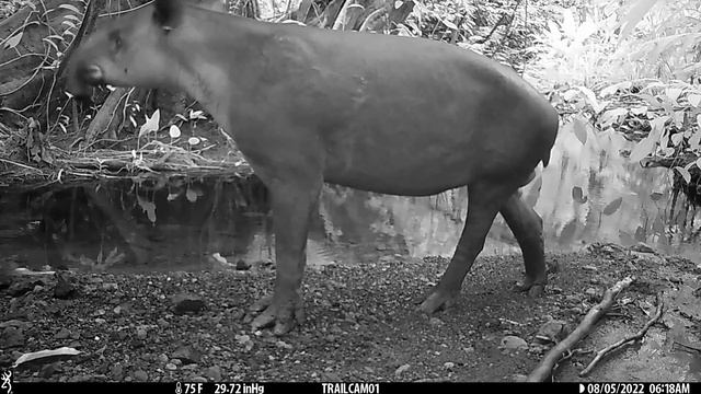 Male Baird's Tapir pursuing a female on a camera trap in Drake Bay, Costa Rica - August 5, 2022 смотреть онлайн