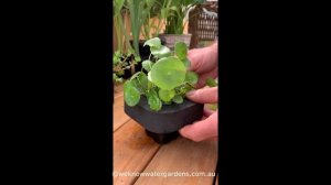 How to grow Shield Pennywort (Hydrocotyle verticillata)