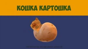 кошка картошка