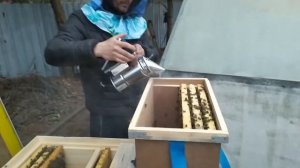 Первое знакомство с пчелами. Пчелы Карника