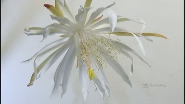 Epiphyllum hookeri (Timelapse) смотреть онлайн