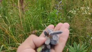 Как собирать семена люпина