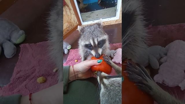 пальцы вкуснее хурмы #помощьбездомнымживотным #ямыилюша #анапа #raccoon смотреть онлайн