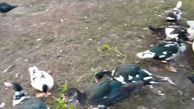 утки все несут полоскать смотреть онлайн