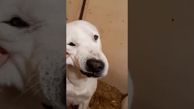 Питомник Мият Урал Тау Бекеш 5 лет