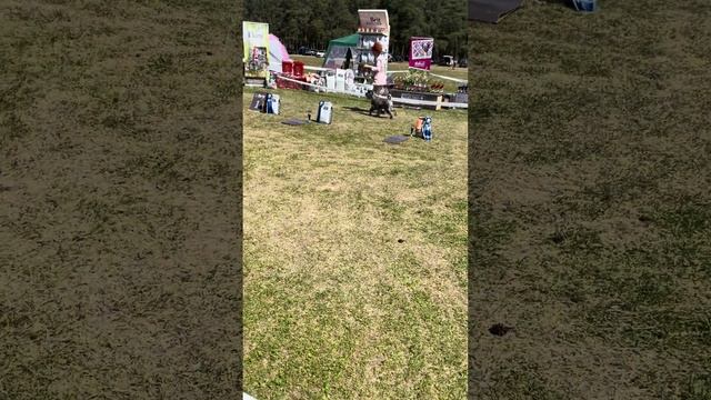 шнауцер RED LAITHAUS SORBONA смотреть онлайн