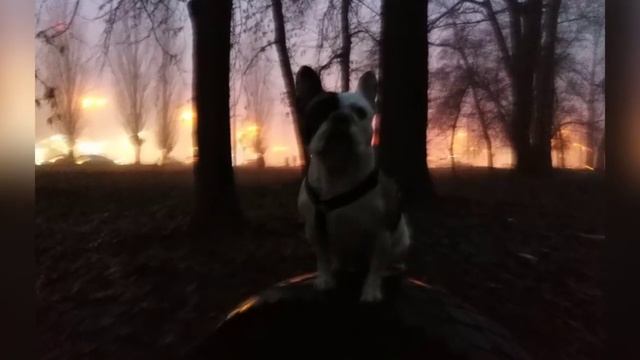 Прогулка с собачками в тумане и темноте. смотреть онлайн