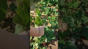 ремонтантная малина ОРАНЖЕВОЕ ЧУДО