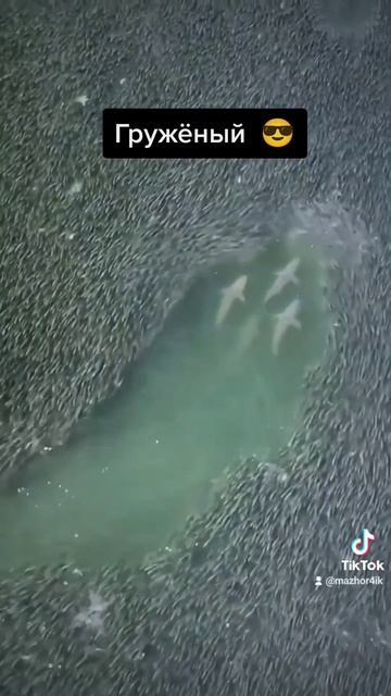 как едет маз в городе/ молодой на мазе/ маз-5551/ мазисты играют в шашки/ в потоке маз гоняет шашки смотреть онлайн