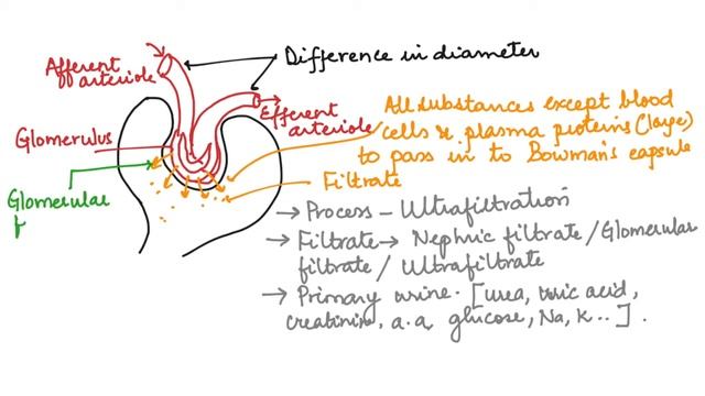 WHAT IS ULTRAFILTRATION? HUMAN PHYSIOLOGY: CH-19 PART 10 ISC/CBSE 11 смотреть онлайн