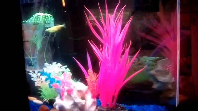 Big electric green Danio смотреть онлайн