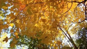 "Летять літа" Ганна Маціканич