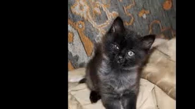 КОШАЧЬЯ ЖИЗНЬ