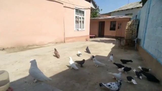 Кабутар сотилади оптим расса зерикдим кабутардан +998993594044 Андижанские голуби, kabootar bazi,