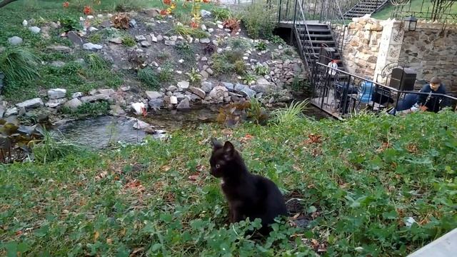 Красотка такая пришла с Буськой знакомиться)) пос. Журавлино Курская область 2017 смотреть онлайн