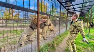 ЭКСТРИМ кормление львов! Три ОГРОМНЫХ ЛЬВА стали на задние лапы,когда увидели Ол