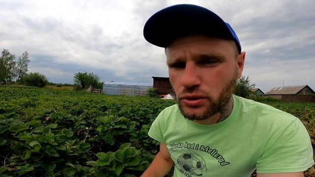 ПЕГАС:Забутий сорт полуниціякий покорив мільйони СЕРДЕЦЬ