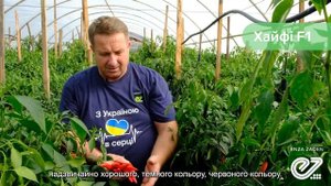 Хайфи F1 / Khayfi F1 - Перец, Enza Zaden